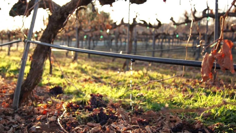 ¿Qué cantidad de agua necesita un viñedo? De Vinos y Vides